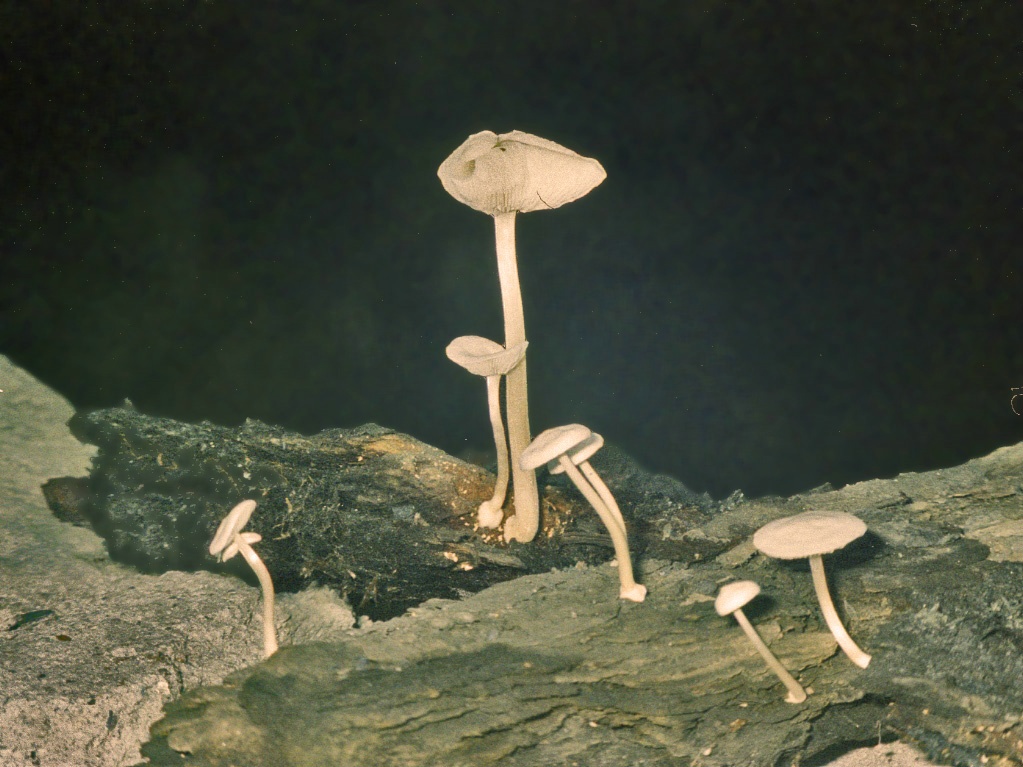 Funghi in miniera